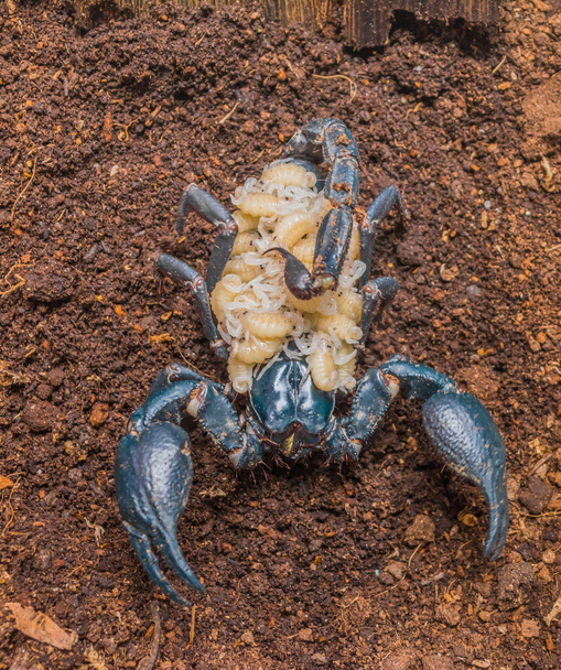 image du scorpion géant et des bébés sur le dos . - Photo, image