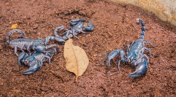 image of Giant scorpions on the ground. - Photo, Image