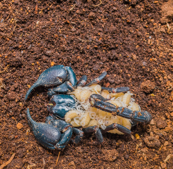 image of Giant scorpion and babies on back . - Photo, Image