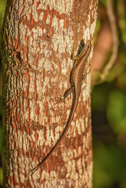 Speckle-lipped Skink - Mabuya maculilabris, beautiful common lizard from African woodlands and gardens, Zanzibar, Tanzania. - Photo, Image