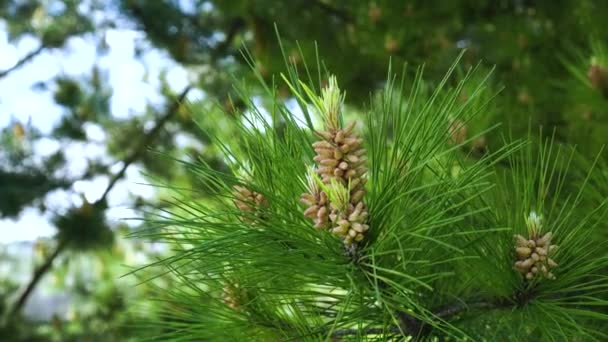 Hermosos conos jóvenes de inflorescencia de pino de cerca en el bosque siempreverde de coníferas. Disparo de mano - Imágenes, Vídeo