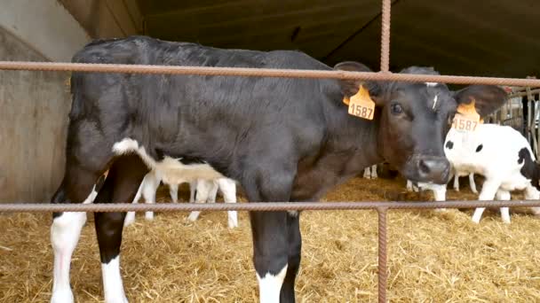 農場で牛乳を飲んだ後の子牛。農家の納屋の中の若い黒と白のホルシュタイン牛。中国の黄道帯、今年の概念のシンボル. - 映像、動画