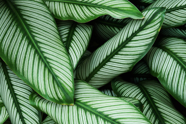 Tropisches Laub Grüne Blätter mit weißen Streifen von Calathea majestica, Zebrapflanze als natürlicher Texturhintergrund - Foto, Bild