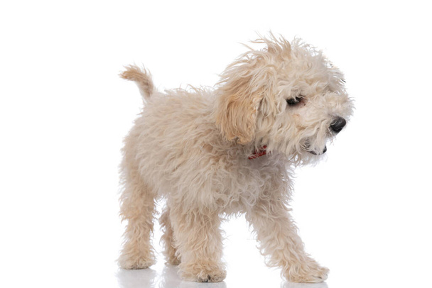 pieni caniche koira haukkuu aggressiivisesti ja yllään punainen rusetti uudelleenvalkoinen tausta - Valokuva, kuva