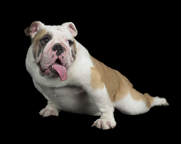 Bulldog inglés - Foto, Imagen