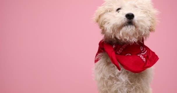 Niedlicher Pudelhund schnüffelt herum und trägt ein rotes Kopftuch vor rosa Hintergrund - Filmmaterial, Video