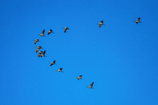Kranich, Grus grus fliegt um den Salto del Gitano im Monfrague Nationalpark. Caceres, Extremadura, Spanien. - Foto, Bild
