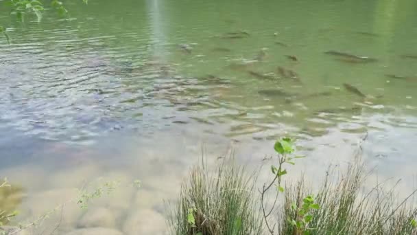 Liguinus Carpio Speculus e Koi Carpe mangiare pane dato dai turisti nel Lago di Montalto, Italia - Filmati, video
