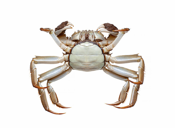 Chinese crab isolated on white background - Photo, Image