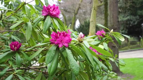 Rhododendron bloeiende bloemen in het park.  - Video