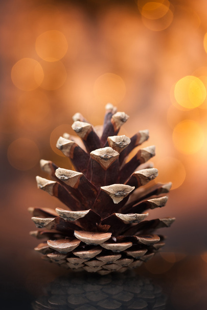 Pine cone - Фото, зображення
