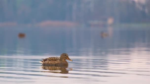 Canard sauvage nageant dans l'eau claire du lac dans le parc d'été. - Séquence, vidéo