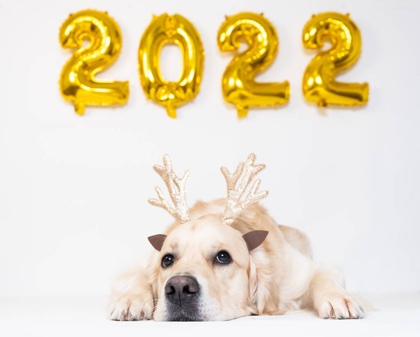 kutya és lufi 2022 fehér alapon. Arany retriever az új évre. Naptár, képeslap kutyával - Fotó, kép