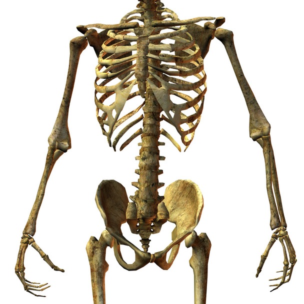 struktury kości męskiego torsu - Zdjęcie, obraz