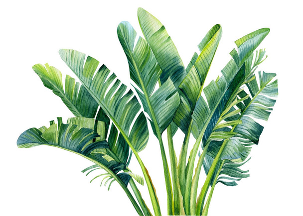 バナナのヤシ、ヤシの葉、手描き、水彩画植物画 - 写真・画像