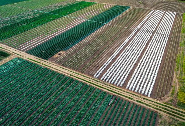 Luftaufnahme von Gewächshaus- und Gemüsefeldern in kleiner landwirtschaftlicher Fläche. Landwirtschaftlicher Bereich von oben. - Foto, Bild