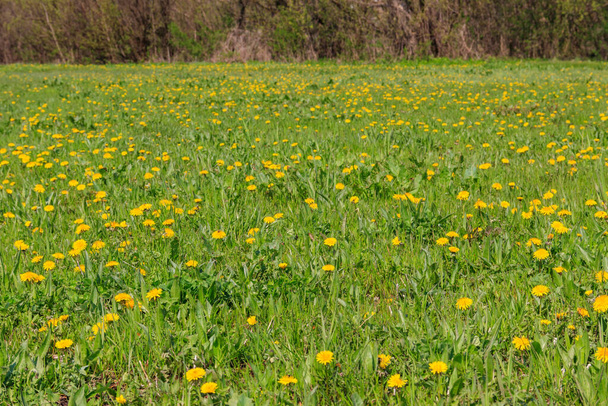 Zöld rét, tavasszal sárga pitypangokkal borítva - Fotó, kép
