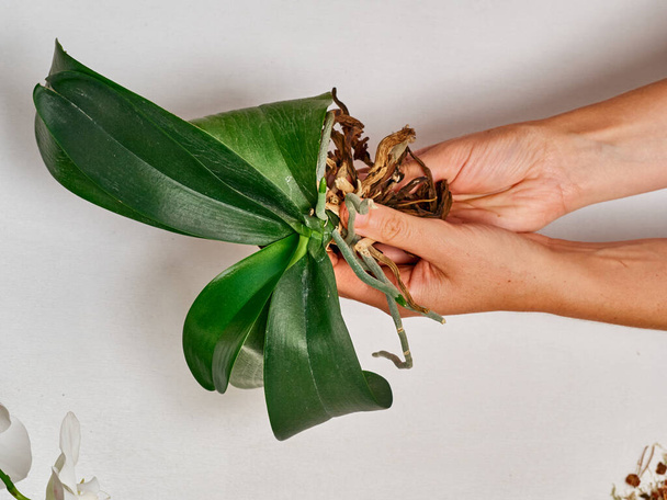 Woman transplanting orchid at home - Photo, Image
