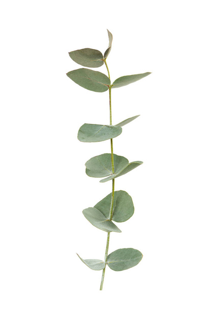 Gałąź eukaliptusa izolowana na białym tle. Evergreen roślin z rodziny Myrtaceae. - Zdjęcie, obraz