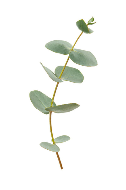 Hojas de eucalipto aisladas sobre fondo blanco. Planta perenne de la familia Myrtaceae. - Foto, Imagen