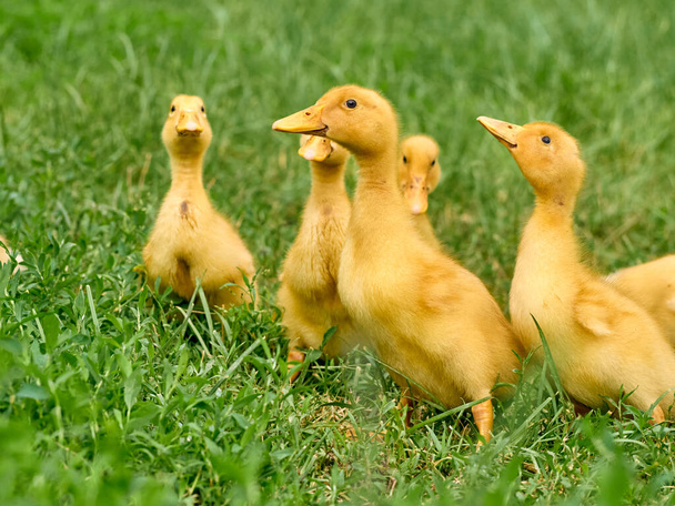Cute young ducklings on a natural background. - Photo, Image