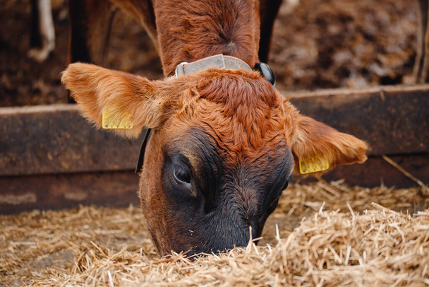 Meijeriteollisuus. Punainen jersey lehmät seistä pilttuussa syö heinää - Valokuva, kuva