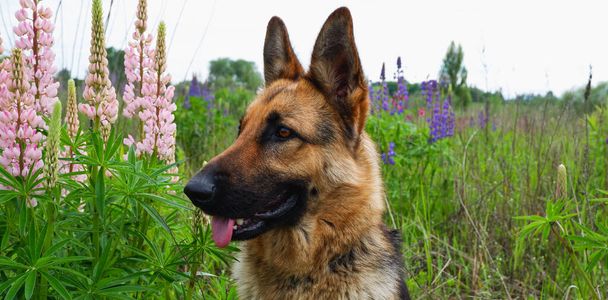 Berger allemand pour une promenade sur un champ vert et estival parmi les lupins en fleurs - Photo, image