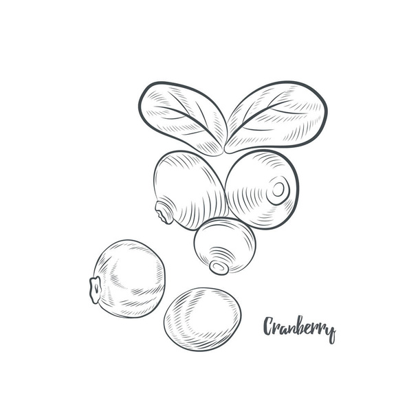 Cranberry schets vector illustratie. Met de hand getrokken lingonberry geïsoleerd op witte achtergrond. - Vector, afbeelding