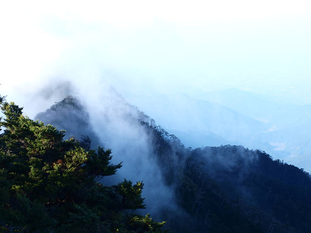 Bolehlav les s mlhou zdánlivě vroucí - Fotografie, Obrázek