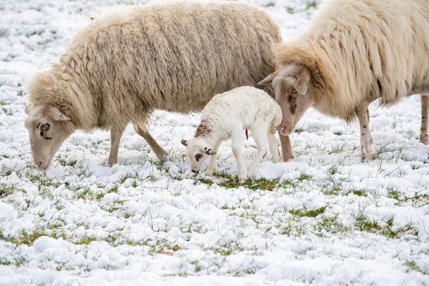 Cabeça de ovelha com um cordeiro recém-nascido que ainda tem sangue no umbigo, comendo grama no pasto. A relva está coberta de neve. Inverno na quinta. Borrão, foco seletivo - Foto, Imagem