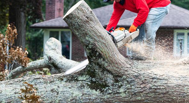 Ландшафтный дизайнер убирает дерево, упавшее во время шторма, используя бензопилу, чтобы разрезать его на куски.. - Фото, изображение