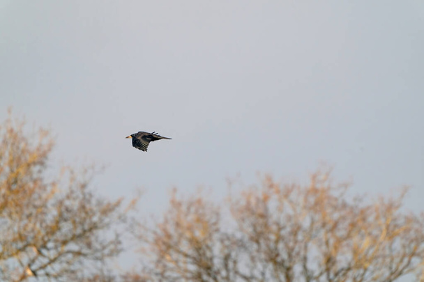 A crow flies in the blue gray cloudy sky above the treetops in winter - Photo, Image