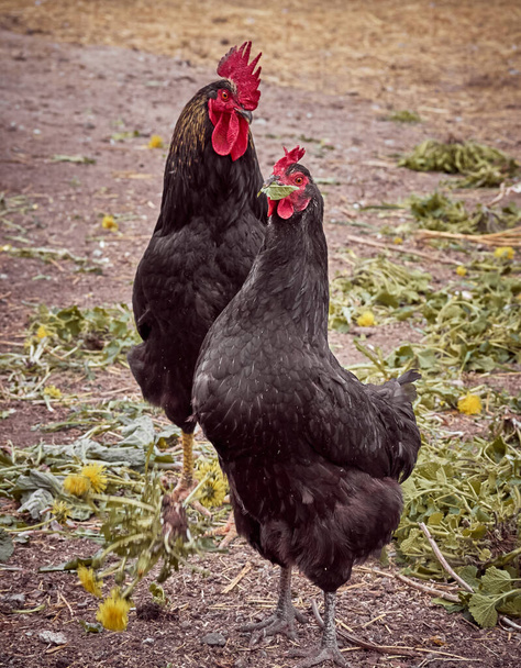 Pollo gratis en una granja. - Foto, imagen