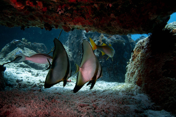 Група тропічних срібних риб Longfin Batfish (Platax teira) під рифовою скелею з коралами в печері в Індійському океані - Фото, зображення