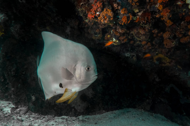 Peces de plata tropicales Longfin Batfish (Platax teira) bajo una roca de arrecife en Seychelles - Foto, imagen