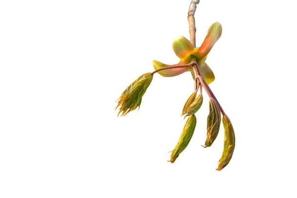 javorové listy, izolované na bílém - Fotografie, Obrázek