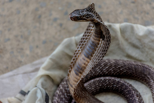 Kígyó sziámi kobra (Naja kaouthia). Veszélyes súlyos mérgező kobra kígyó egy faj elterjedt egész Dél- és Délkelet-Ázsiában - Fotó, kép