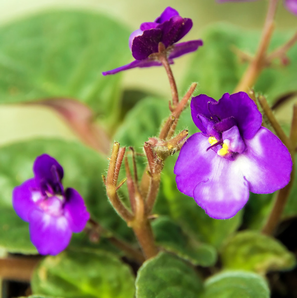 Flores violetas
 - Foto, Imagen