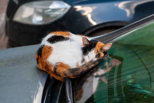 Üç renkli bir kedi park halindeki bir arabanın ön camında uyur. Evsiz üç renkli kedi. - Fotoğraf, Görsel