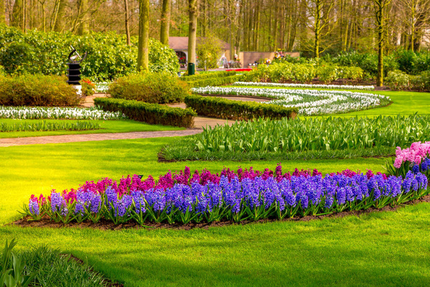 Colorati fiori di giacinto blu, viola e lilla fioriscono nel giardino olandese keukenhof, nei Paesi Bassi - Foto, immagini