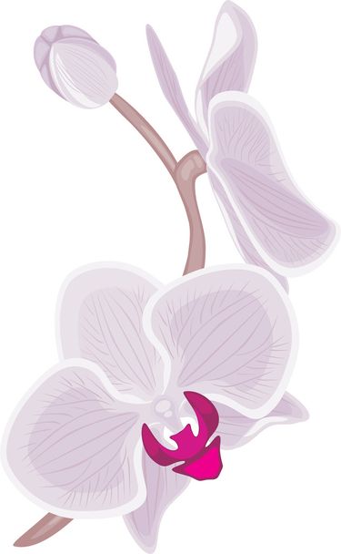 Ramo de orquídea florescente
 - Vetor, Imagem