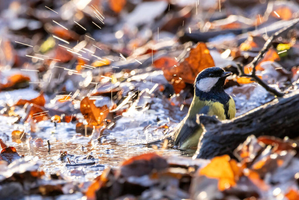 A coal tit taking a bath at a little frozen pond, using the only free space with water, surrounded by leaf at a cold day in winter in the natural reserve called Mnchbruch in Hesse, Germany. - Fotó, kép