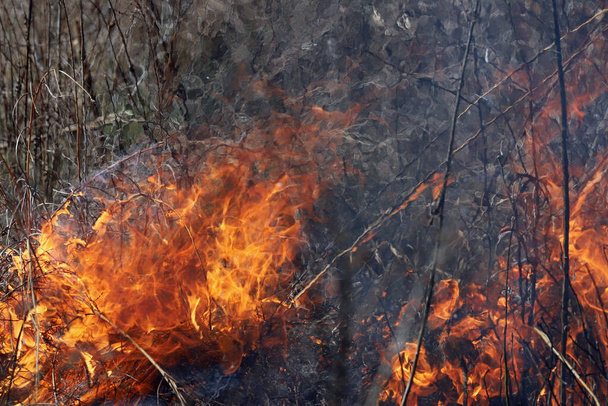 Контрольований вогонь в Сент-Луїсі, штат Міссурі, гарантує, що накопичення палива обмежене. Це у свою чергу запобігає масовим диким пожежам, які поширюються по лісах та преріях. Управління охорони природи. - Фото, зображення