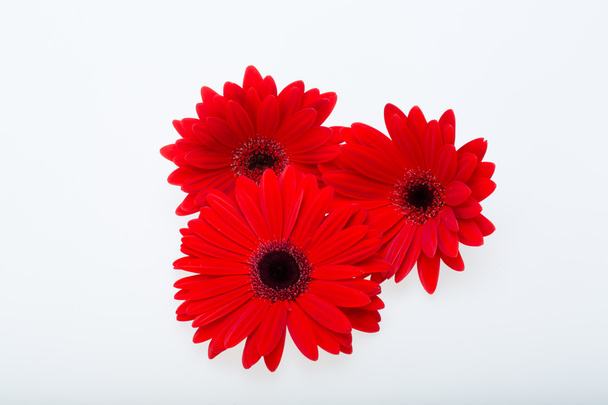 Червона гербера ромашкова квітка
 - Фото, зображення