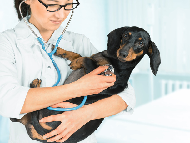 Veterinarian listens dog by stethoscope - Zdjęcie, obraz