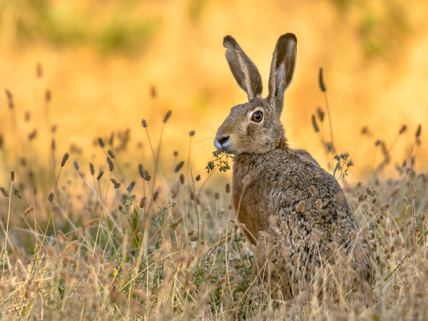 Λέπους. Wild European brown hare (lepus europeus) Κοντινό πλάνο σε πορτοκαλί φόντο. Άγριος λαγός με κίτρινα μάτια, τρώει τριφύλλι στο γρασίδι κάτω από τον πρωινό ήλιο. Φούσκα του ευρωπαϊκού καφέ λαγού μεταξύ ανθοφόρου σιταριού - Φωτογραφία, εικόνα