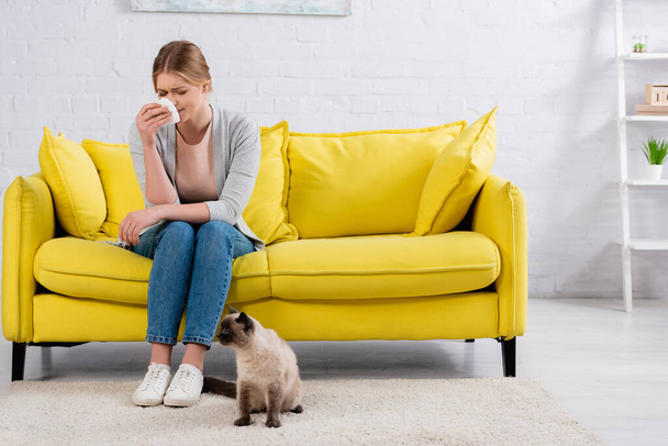 Niezadowolona kobieta z tabakierką trzymająca serwetkę na kanapie w pobliżu syjamskiego kota na dywanie  - Zdjęcie, obraz