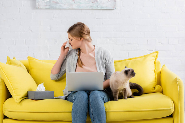 Giovane freelance con starnuto portatile durante l'allergia vicino a gatto siamese e tovaglioli  - Foto, immagini