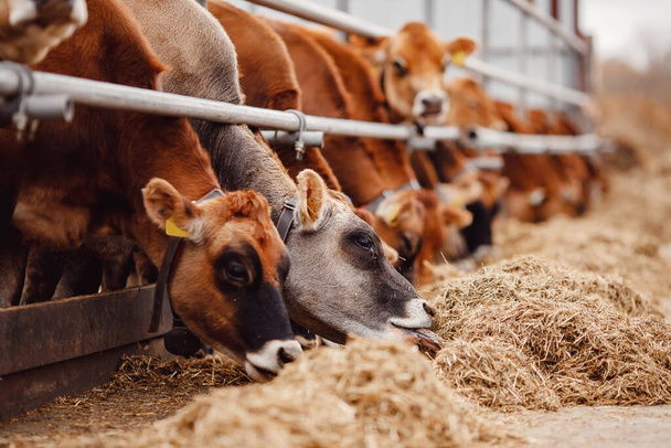 Camiseta roja vaca con cuello automático. Agricultura moderna lechería y producción de carne ganadería - Foto, Imagen
