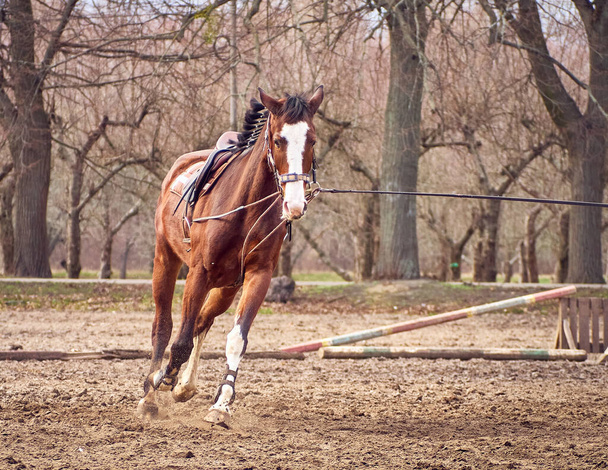 Le cheval brun court sur un enclos. - Photo, image